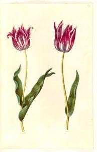 Tulipa gesneriana (har tulipan) av Hans Simon Holtzbecker