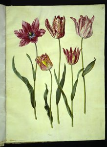 Tulipa gesneriana (har tulipan) av Hans Simon Holtzbecker