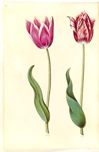 Tulipa gesneriana (har tulipan) av Hans Simon Holtzbecker
