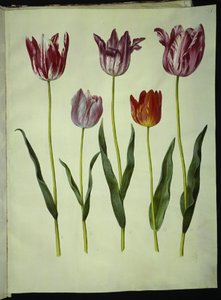Tulipa gesneriana (har tulipan) av Hans Simon Holtzbecker