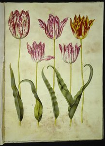 Tulipa gesneriana (har tulipan) av Hans Simon Holtzbecker