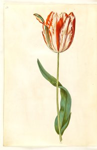 Tulipa gesneriana (har tulipan)