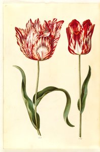 Tulipa gesneriana (har tulipan)
