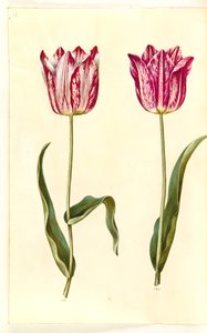 Tulipa gesneriana (har tulipan) av Hans Simon Holtzbecker