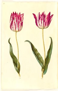 Tulipa gesneriana (har tulipan) av Hans Simon Holtzbecker