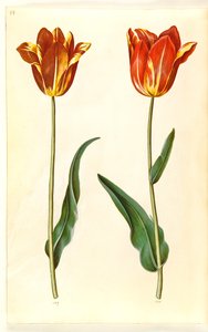 Tulipa gesneriana (har tulipan) av Hans Simon Holtzbecker