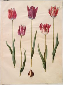 Tulipa gesneriana (har tulipan) av Hans Simon Holtzbecker