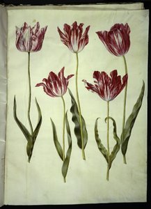 Tulipa gesneriana (har tulipan) av Hans Simon Holtzbecker