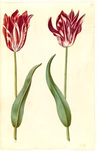 Tulipa gesneriana (har tulipan) av Hans Simon Holtzbecker