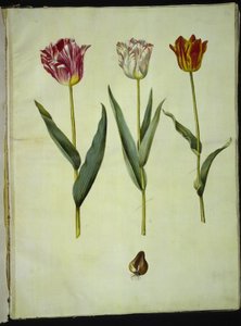 Tulipa gesneriana (har tulipan) av Hans Simon Holtzbecker