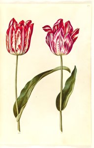 Tulipa gesneriana (har tulipan) av Hans Simon Holtzbecker