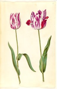 Tulipa gesneriana (har tulipan) av Hans Simon Holtzbecker