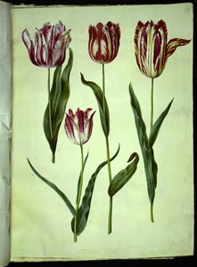 Tulipa gesneriana (har tulipan) av Hans Simon Holtzbecker