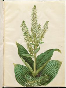 Veratrum album (hvitt sammenleggbart blad) av Hans Simon Holtzbecker