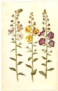 Verbascum blattaria (klase-kongelys); Fønikisk verbascum (lilla-kongelys) av Hans Simon Holtzbecker