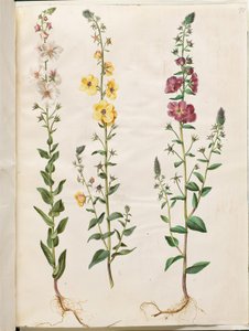 Verbascum blattaria (klase-kongelys); Fønikisk verbascum (lilla-kongelys) av Hans Simon Holtzbecker