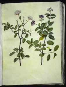 Viburnum tinus (vinter snøball) av Hans Simon Holtzbecker