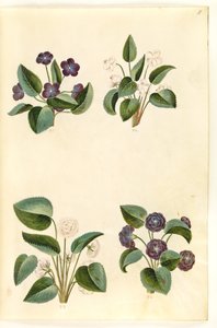 Viola odorata (marts-viol) av Hans Simon Holtzbecker
