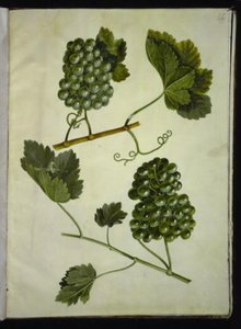 Vitis vinifera (vanlig vin) av Hans Simon Holtzbecker