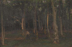 Skog ved solnedgang