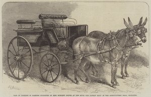 Pair of Donkeys in Harness utstilt av Miss Burdett Coutts på Mule and Donkey Show i Agricultural Hall, Islington