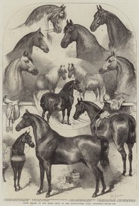 Premiehester på Horse Show i Agricultural Hall, Islington