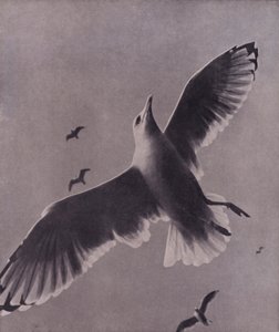 Rask og høytsvevende, Meredith (s/hvitt-bilde)