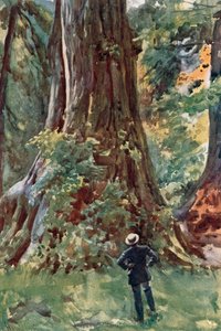 The Big Tree, Stanley Park, Vancouver av Harold Copping