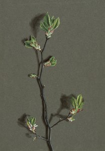 Ulmus glabra Huds Wych Elm, c1870-1920. av Harold Drinkwater