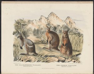 Pattedyr i Australia (Krefft) Nla.obj-33627803-13 Den svartstripete vallabyen og den vanlige vallabyen av Harriet Morgan