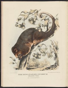 Pattedyr i Australia (Krefft) Nla.obj-33627803-8 The Ring-tailed Opossum av Harriet Morgan