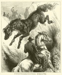 En Dartmoor-ponni rømmer fra sine forfølgere