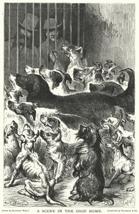 En scene i hundehjemmet av Harrison William Weir