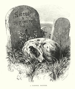 En trofast sørgende (gravering) av Harrison William Weir