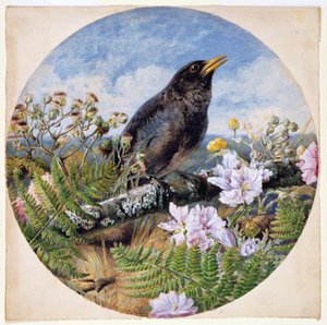 Blackbird, 1864 (wc, gouache, gummi arabicum på papir)