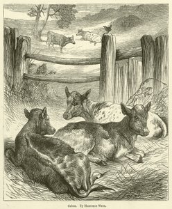 Kalver av Harrison William Weir
