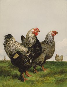 Mørk Brahmas (chromolitho) av Harrison William Weir