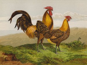 Hamburghs med gyllen blyant (chromolitho) av Harrison William Weir