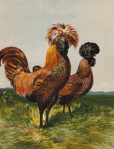 Golden-Spangled Polsk (chromolitho) av Harrison William Weir