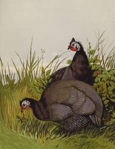 Perlehøns (chromolitho) av Harrison William Weir
