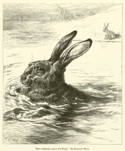 Hare svømmer over vannet