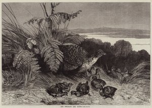 Hen Fasan og Ung