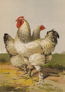 Lett Brahmas (chromolitho) av Harrison William Weir