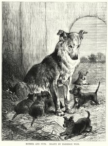 Mor og valper (gravering) av Harrison William Weir