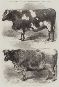Premiedyr på Smithfield Club Cattle Show
