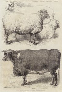 Premiedyr på Smithfield Club Cattle Show av Harrison William Weir