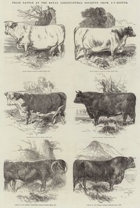 Premie storfe på Royal Agricultural Society
