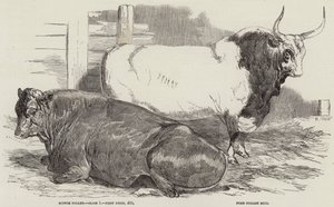 Premie storfe på Royal Agricultural Society