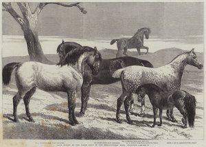 Premiehester på Horse Show i Agricultural Hall, Islington