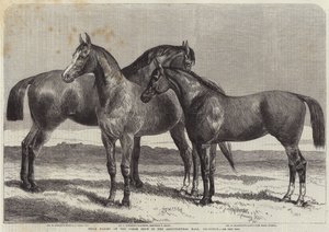 Premiehester på Horse Show i Agricultural Hall, Islington